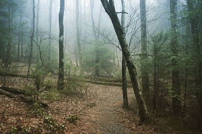 Scenic view of forest