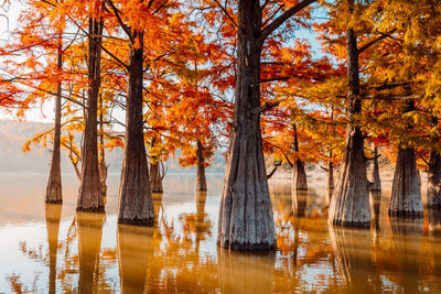 Reflection of trees in lake