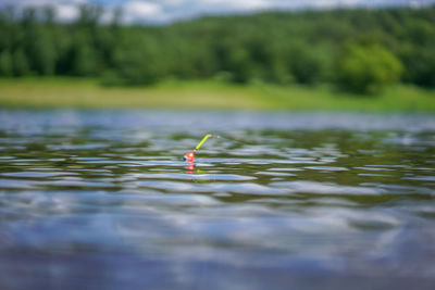 Duck floating on lake