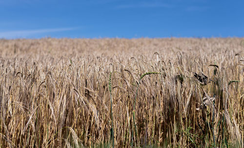 Scenic view of wheat field against blue sky