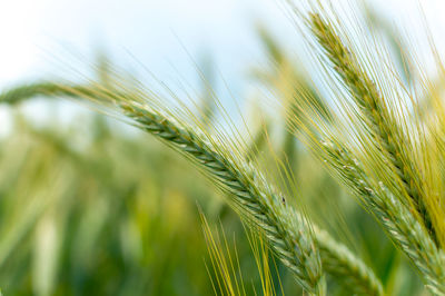 Close-up of wheat growing on field