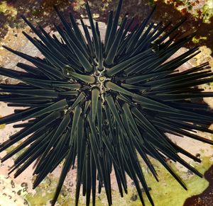 High angle view of palm tree