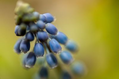 Close-up of grapes