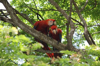 Low angle view of monkey on tree in forest