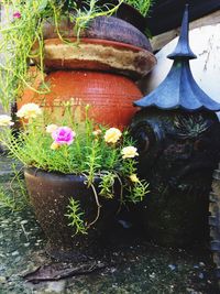 Close-up of potted plant