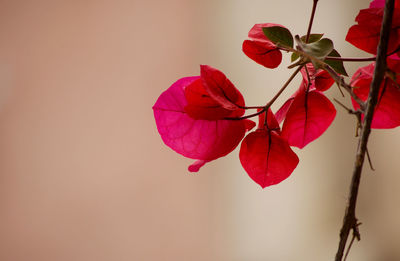 Close-up of red flowers