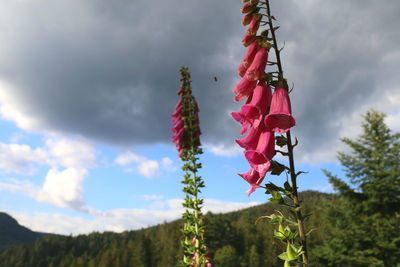 Low angle view of pink flower hanging on tree against sky