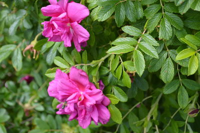 Close-up of pink flowers