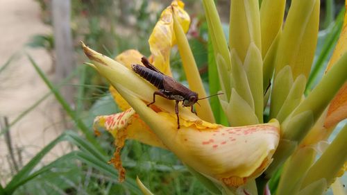 Close-up of insect on flower