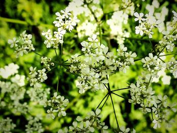 Close-up of white flowers blooming on tree