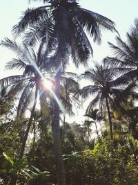 Low angle view of palm trees against sky