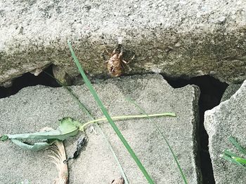 High angle view of insect on leaf