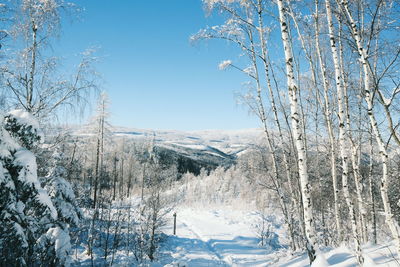 Snow covered land and trees against sky