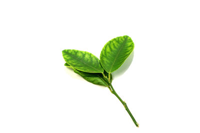 Close-up of green plant against white background