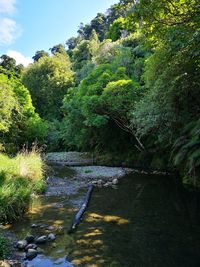 Trees by river in forest against sky