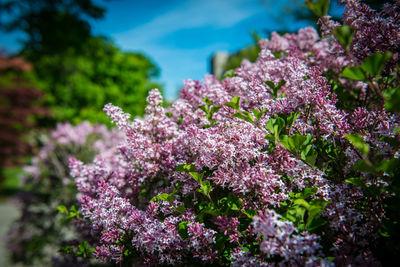 Close-up of pink flowering plants lilac