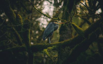 Close-up of gray heron perching on tree