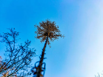 Low angle view of tree against clear blue sky