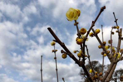 Low angle view of yellow flowers against sky