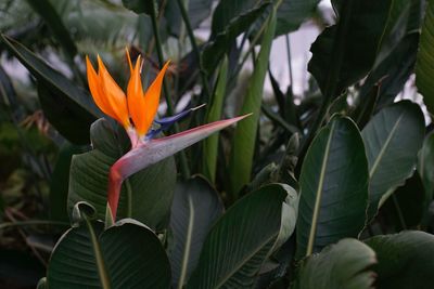 Close-up of flower blooming outdoors