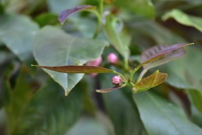 Close-up of flowering plant leaves