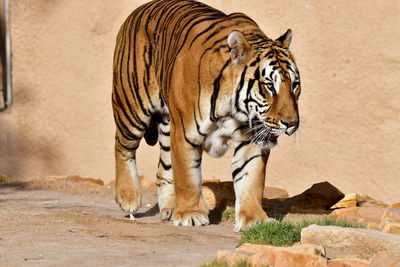 Tiger walking in a zoo