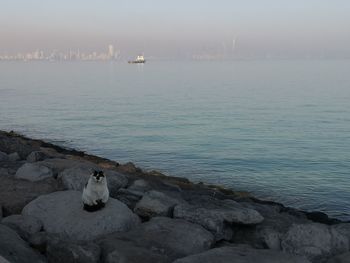 Cat sitting on rock by sea against sky