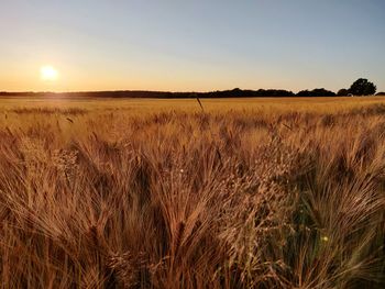 Scenic view of field against sky during sunset