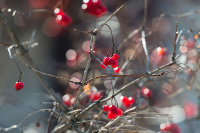 Close-up of red berries growing on tree