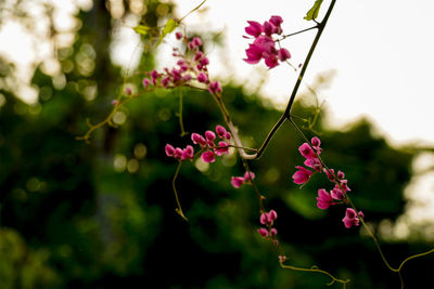 Close-up of pink flowering plants