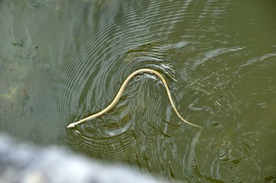 High angle view of turtle in lake