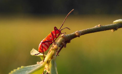 Close-up of insect on red outdoors