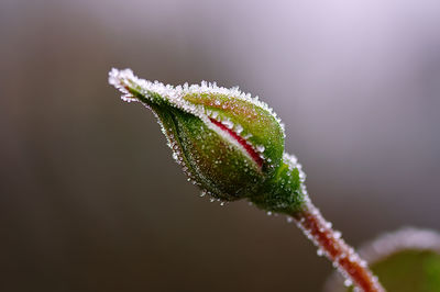 Close-up of frozen plant