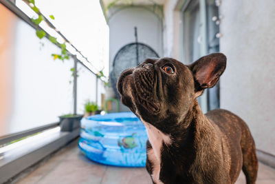 Close-up of a french bulldog dog standing by the inflatable pool and looking away in balcony at home