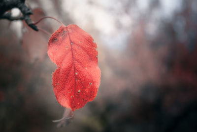 Close-up of red leaf on plant during autumn