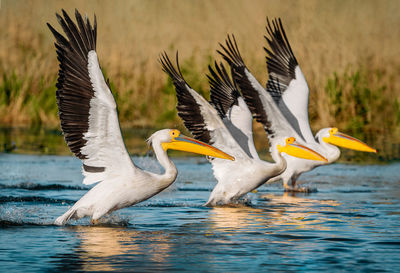 Close-up of pelican flying over lake