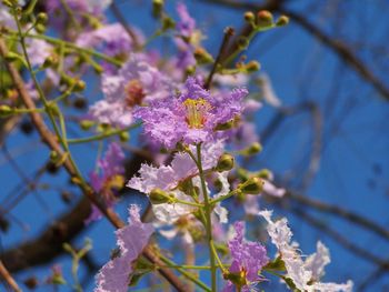 Close-up of purple flowering plant