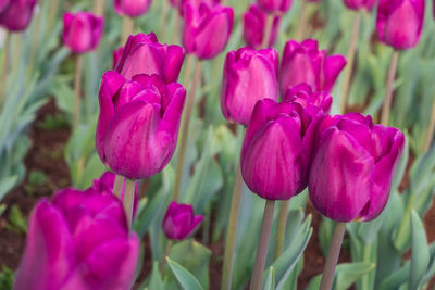 Pink tulip flowers in the garden with green background.