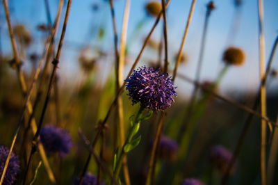 Close-up of purple flowering plant
