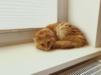 Portrait of cat relaxing on window at home