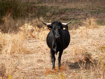 Portrait of horse standing on field