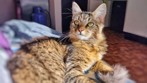 Portrait of cat relaxing at home