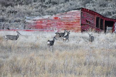 Wild mule deer red wooden barn grazing bucks and doe utah, united states.