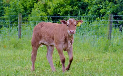 Young calve in the field