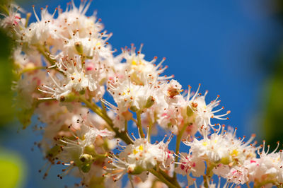 Close-up of fresh flowers on tree