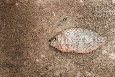 High angle view of fish on beach