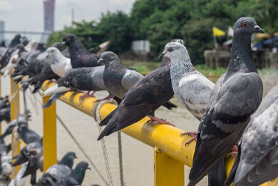 Close-up of pigeons perching on railing