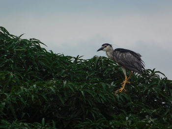 Bird perching on a plant