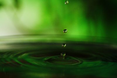 Close-up of water drop on green leaf