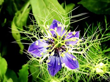 Close-up of purple flowers blooming outdoors